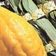 Esrog & Lulav Sets Esrog & Lulav Sets